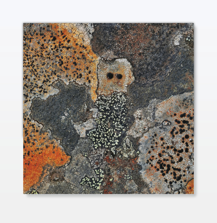 Demirel ali mahmut lichen 15 photography ahmet ogut berlin