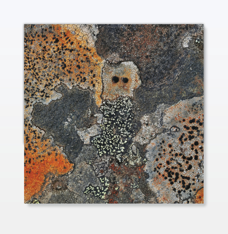 Demirel ali mahmut lichen 15 photography ahmet ogut berlin