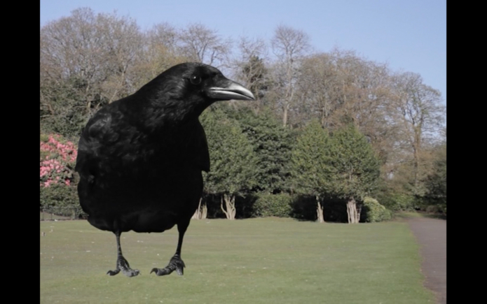 Muehlebach rhona to get in touch with crows video cahiers dartistes pro helvetia